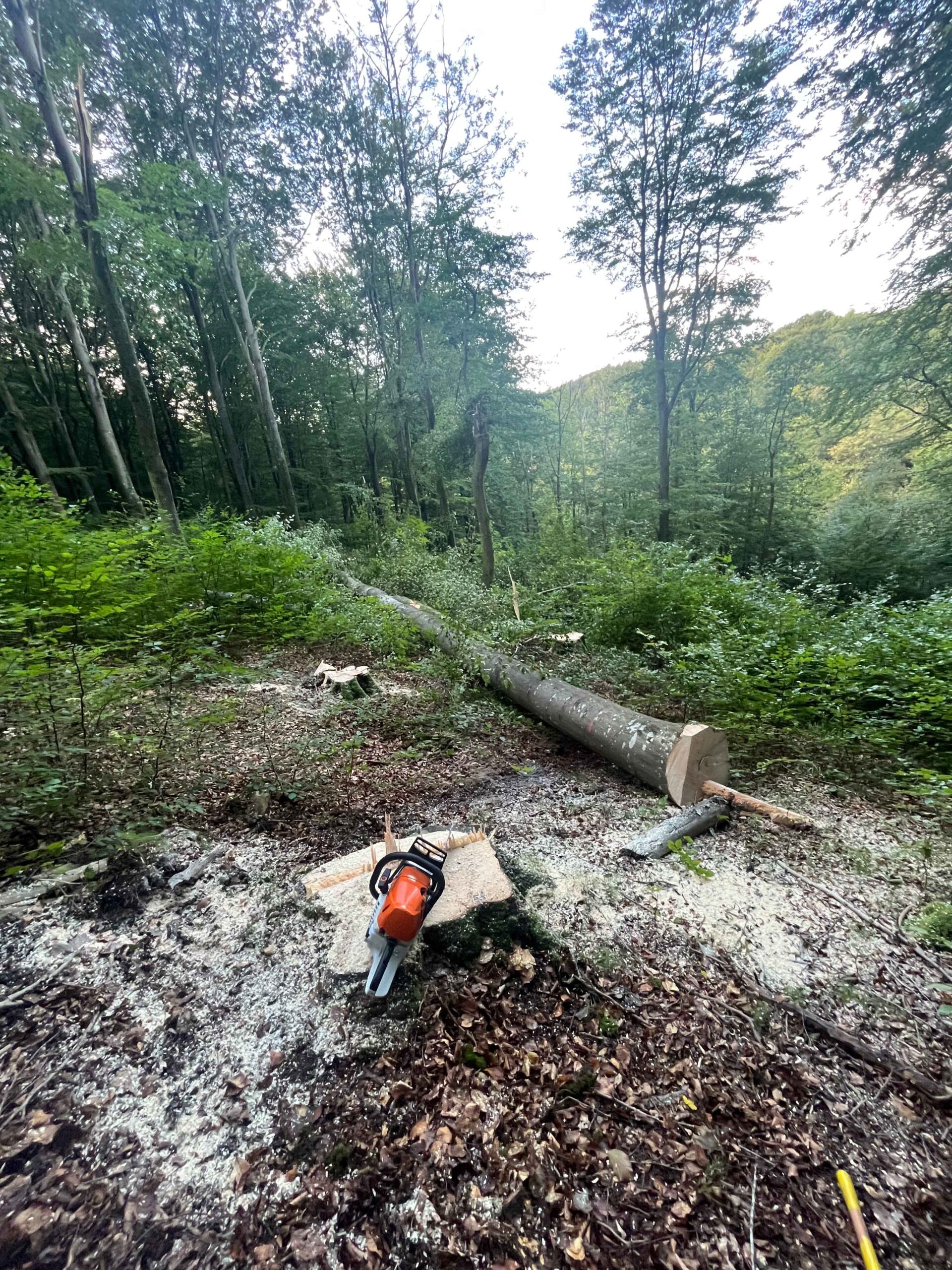 Træfældning (skovning)