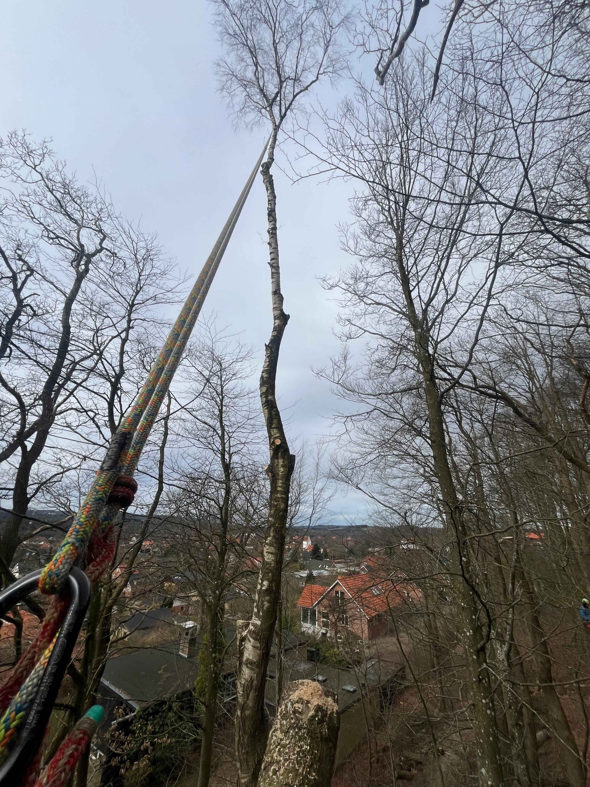Træfældning ved hjælp af træklatring