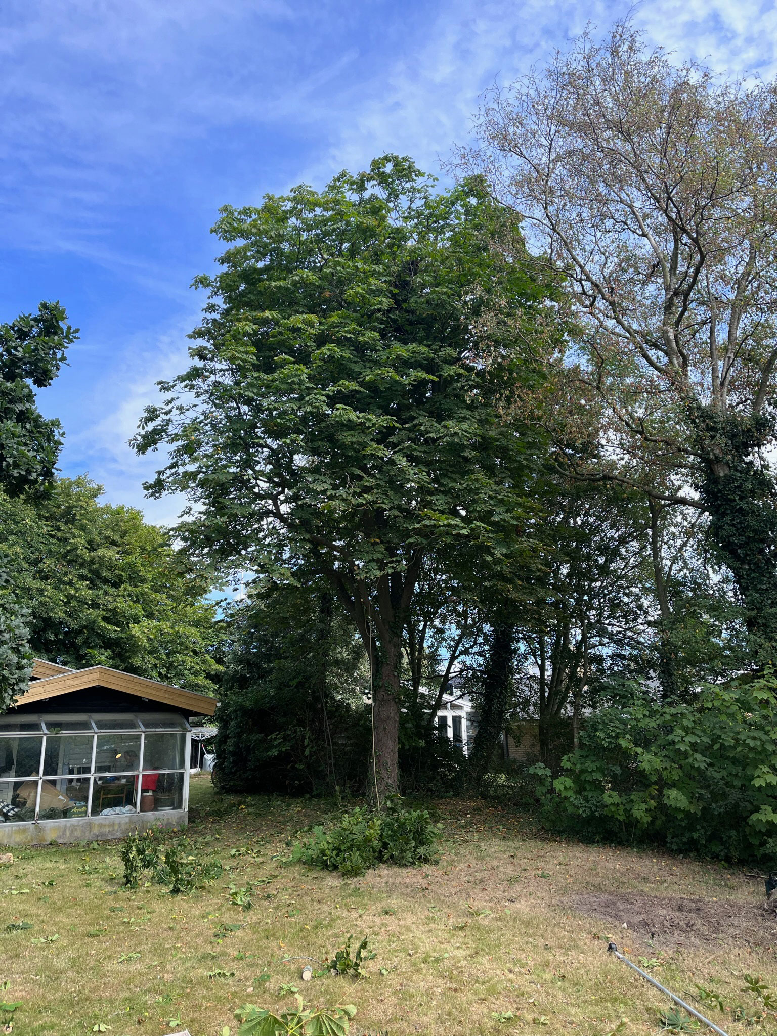 Kronereduktion